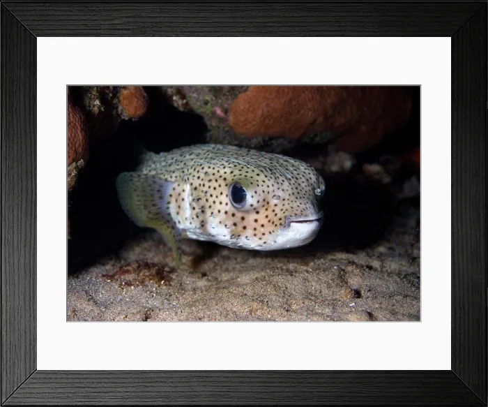 Framed Print : Porcupinefish on coral reef. Diodon hystrix. Curacao, Netherlands Antilles Framed Print : Porcupinefish on coral reef. Diodon hystrix. Curacao, Netherlands Antilles