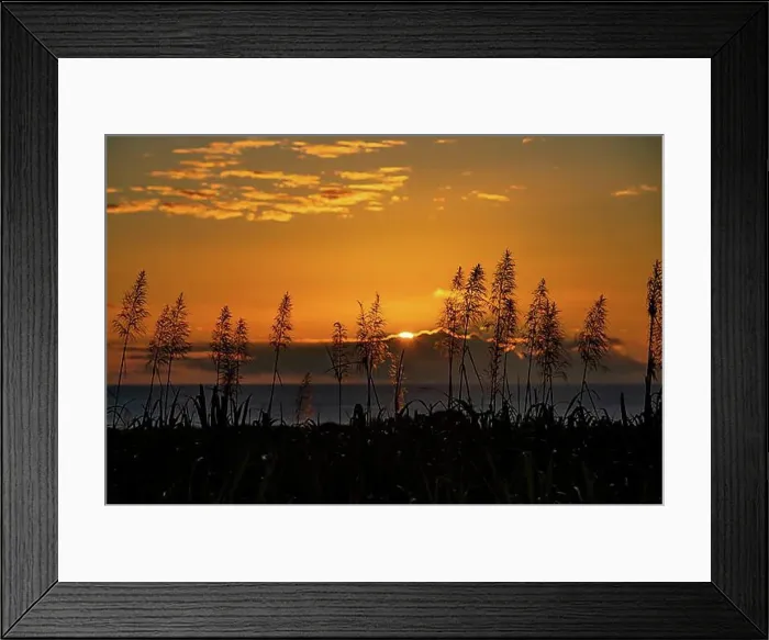 Framed Print : Sunset over the ocean with blooming sugar cane plants village of Petite Riviere, west of the island of Mauritius Framed Print : Sunset over the ocean with blooming sugar cane plants village of Petite Riviere, west of the island of Mauritius