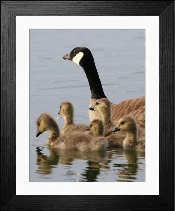 Framed Print : This image was taken at Cheney Lake Framed Print : This image was taken at Cheney Lake