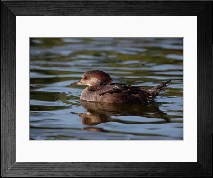 Framed Print : Hooded Merganser female on water Framed Print : Hooded Merganser female on water