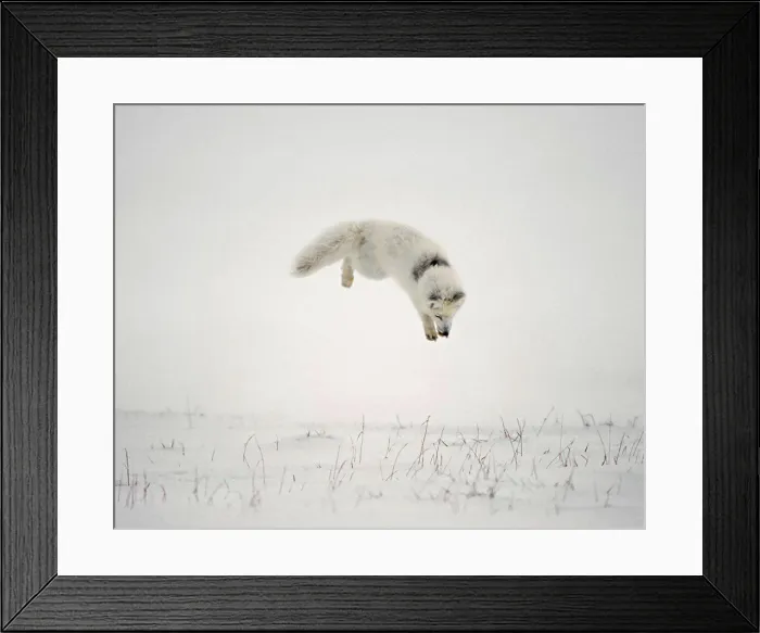 Framed Print : Arctic Fox Hunting Rodents on the North Slope of the Brooks Range, Alaska