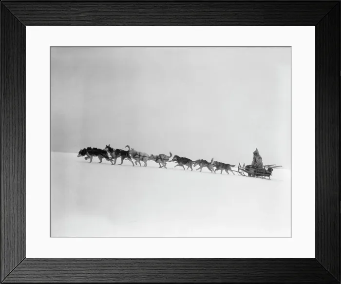 Framed Print : 1920S 1930S Dog Leading Sled Dogs Using Harnesses To Pull Rider Musher Through Treacherous Winter Snow Conditions Framed Print : 1920S 1930S Dog Leading Sled Dogs Using Harnesses To Pull Rider Musher Through Treacherous Winter Snow Conditions
