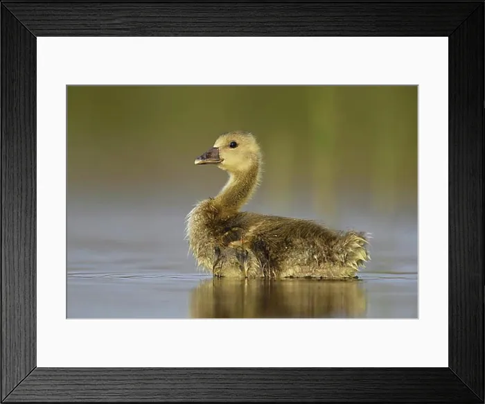 Framed Print : Little Greylag goose (Anser anser), chick stands in the water, National Park Kiskunsag, Hungary, Europe Framed Print : Little Greylag goose (Anser anser), chick stands in the water, National Park Kiskunsag, Hungary, Europe