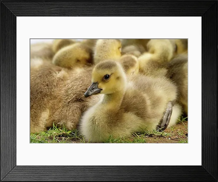 Framed Print : Canada goose Framed Print : Canada goose