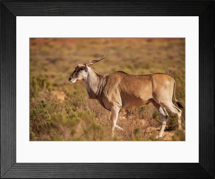 Framed Print : Antelope in nature reserve, Touws River, Western Cape, South Africa Framed Print : Antelope in nature reserve, Touws River, Western Cape, South Africa