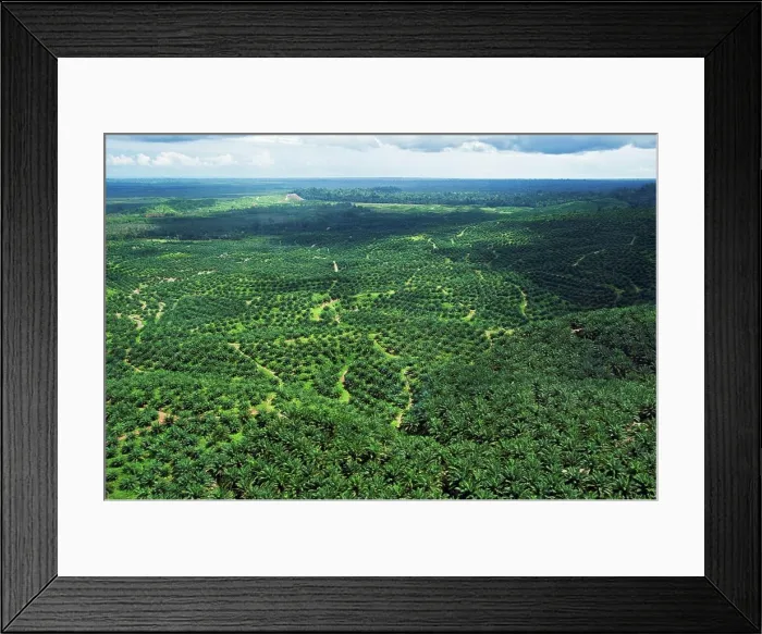 Framed Print : An aerial view of a large oil palm plantation Framed Print : An aerial view of a large oil palm plantation