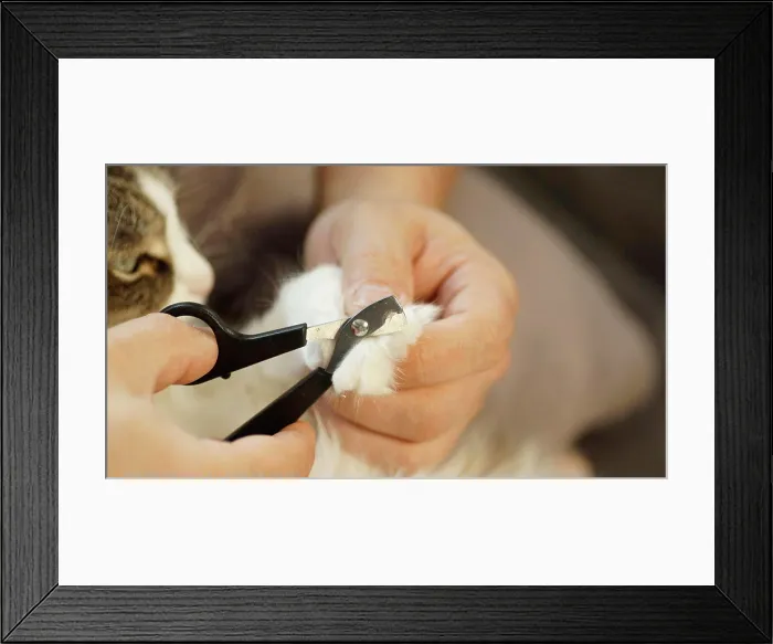 Framed Print : A man cuts a cat's claws Framed Print : A man cuts a cat's claws