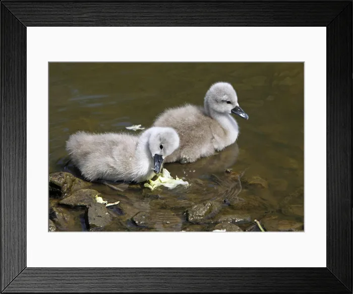 Framed Print : Höckerschwan-Küken Höckerschwan-Küken Framed Print : Höckerschwan-Küken Höckerschwan-Küken