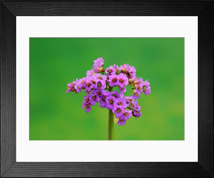 Framed Print : Bergenia, elephant-eared saxifrage, ¬elephant's ears, (Bergenia cordifolia), blooming, Ellerstadt, Germany, Europe Framed Print : Bergenia, elephant-eared saxifrage, ¬elephant's ears, (Bergenia cordifolia), blooming, Ellerstadt, Germany, Europe