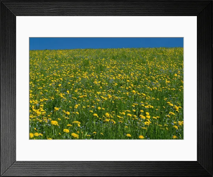 Framed Print : Blooming dandelions in a meadow near Erbezzo, Lessinia, Veneto, Italy, Europe Framed Print : Blooming dandelions in a meadow near Erbezzo, Lessinia, Veneto, Italy, Europe