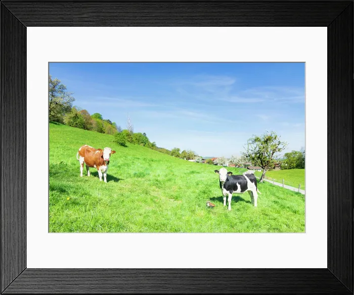 Framed Print : blossoming fruit trees in orchard, cows Bad Feilnbach Oberbayern, Chiemsee Alpenland, Bayern, Bavaria Germany Framed Print : blossoming fruit trees in orchard, cows Bad Feilnbach Oberbayern, Chiemsee Alpenland, Bayern, Bavaria Germany