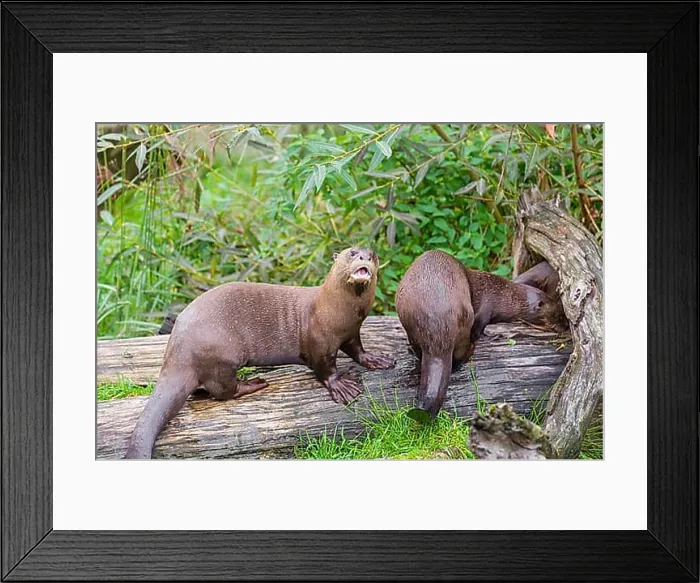 Framed Print : Three giant otter or giant river otter (Pteronura brasiliensis) play on a mossy rotten tree lying on a river bank Framed Print : Three giant otter or giant river otter (Pteronura brasiliensis) play on a mossy rotten tree lying on a river bank