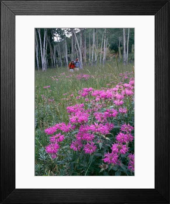 Framed Print : Couple walking through wildflower meadow in Rocky Mtns, CO