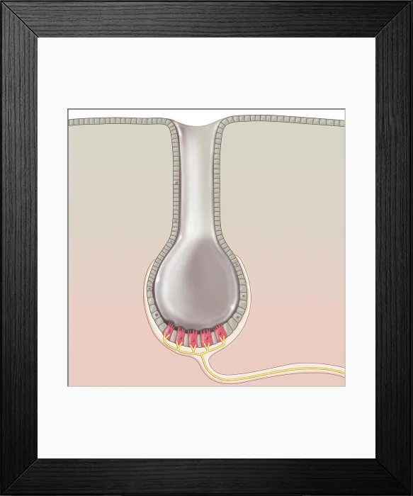 Framed Print : Illustration an ampulla of Lorenzini Framed Print : Illustration an ampulla of Lorenzini