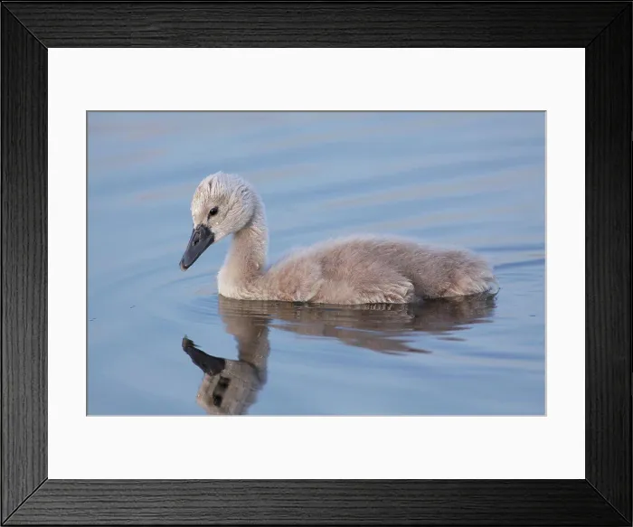 Framed Print : Mute Swan (Cygnus olor) cygnet, swimming, West Yorkshire, England, July Framed Print : Mute Swan (Cygnus olor) cygnet, swimming, West Yorkshire, England, July