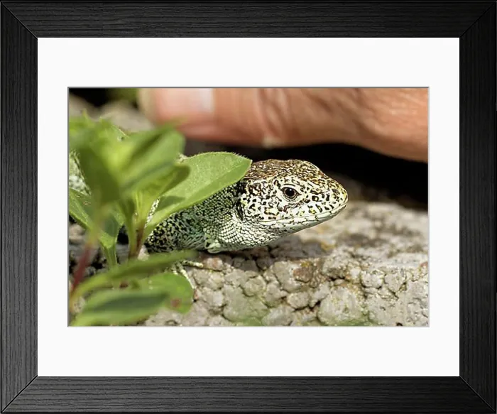 Framed Print : Tame Sand Lizard Framed Print : Tame Sand Lizard