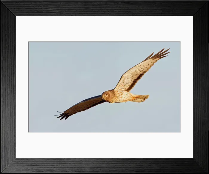 Framed Print : Male Northern harrier (Circus cyaneus) in flight across a blue sky background Framed Print : Male Northern harrier (Circus cyaneus) in flight across a blue sky background