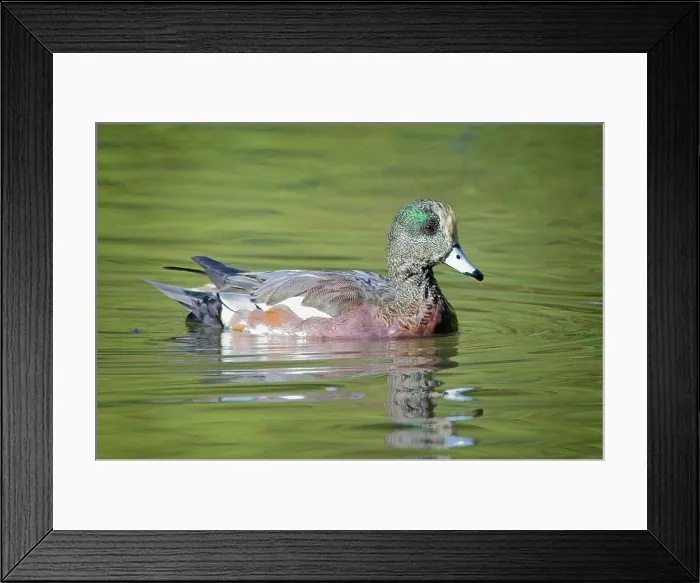 Framed Print : A beautiful American wigeon swims in calm pond water in Spokane, Washington Framed Print : A beautiful American wigeon swims in calm pond water in Spokane, Washington