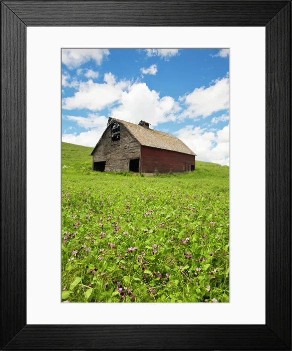 Framed Print : USA, Washington State, Palouse. Old, red barn in field of chickpeas (PR) Framed Print : USA, Washington State, Palouse. Old, red barn in field of chickpeas (PR)