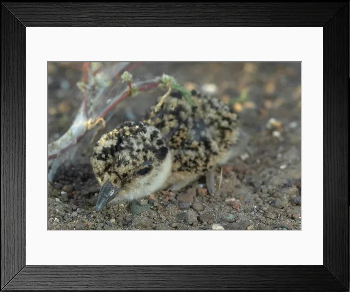Framed Print : Crowned Plover (Vanellus coranatus) Framed Print : Crowned Plover (Vanellus coranatus)