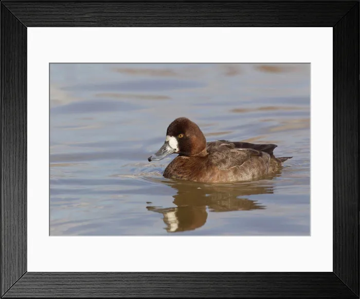 Framed Print : Greater Scaup (Aythya marila) adult female, swimming, Slimbridge, Gloucestershire, England, february Framed Print : Greater Scaup (Aythya marila) adult female, swimming, Slimbridge, Gloucestershire, England, february