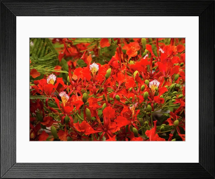 Framed Print : Plants, Trees, Flowers, A Flame Tree Framed Print : Plants, Trees, Flowers, A Flame Tree