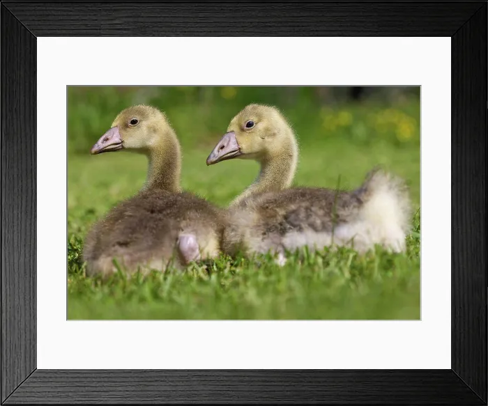Framed Print : 3 weeks of goslings resting France
