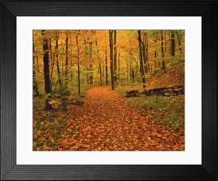 Framed Print : Forest Path in Fall Sharon Woods Gorge State Scenic Nature Preserve Near Cincinnati Ohio Framed Print : Forest Path in Fall Sharon Woods Gorge State Scenic Nature Preserve Near Cincinnati Ohio