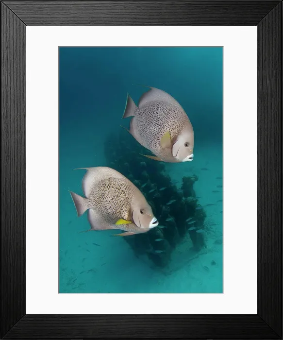 Framed Print : Gray angelfish (Pomacanthus arcuatus) schooling to be cleaned from parasites and death skin on the underwater museum Framed Print : Gray angelfish (Pomacanthus arcuatus) schooling to be cleaned from parasites and death skin on the underwater museum