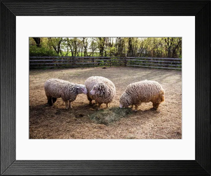 Framed Print : Three sheep eating hay in a farm yard Framed Print : Three sheep eating hay in a farm yard