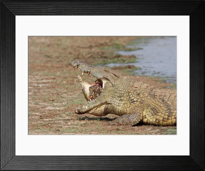 Framed Print : Cannibalism among adult Nile Crocodiles Framed Print : Cannibalism among adult Nile Crocodiles