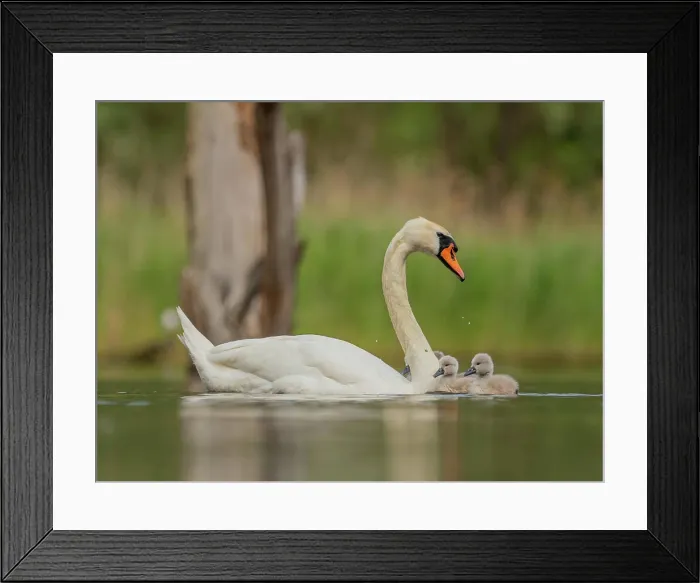 Framed Print : Adult mute swan with babies on the water Framed Print : Adult mute swan with babies on the water
