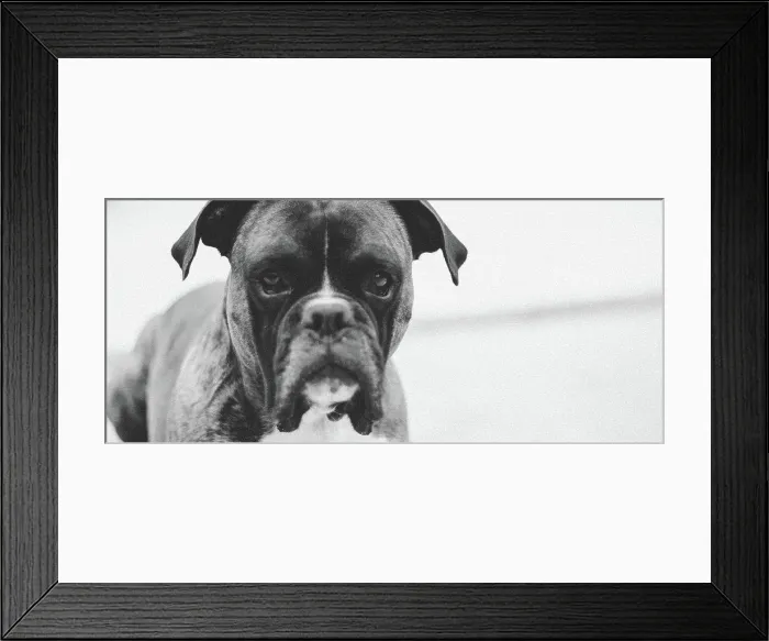 Framed Print : Boxer in black and white Framed Print : Boxer in black and white