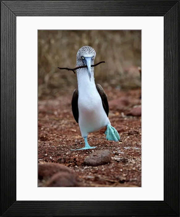 Framed Print : ECUADOR, GALAPAGOS ISLANDS, NORTH SEYMOUR ISLAND, BLUE-FOOTED BOOBY WALKING WITH STICK, COURTSHIP BEHAVIOR Framed Print : ECUADOR, GALAPAGOS ISLANDS, NORTH SEYMOUR ISLAND, BLUE-FOOTED BOOBY WALKING WITH STICK, COURTSHIP BEHAVIOR