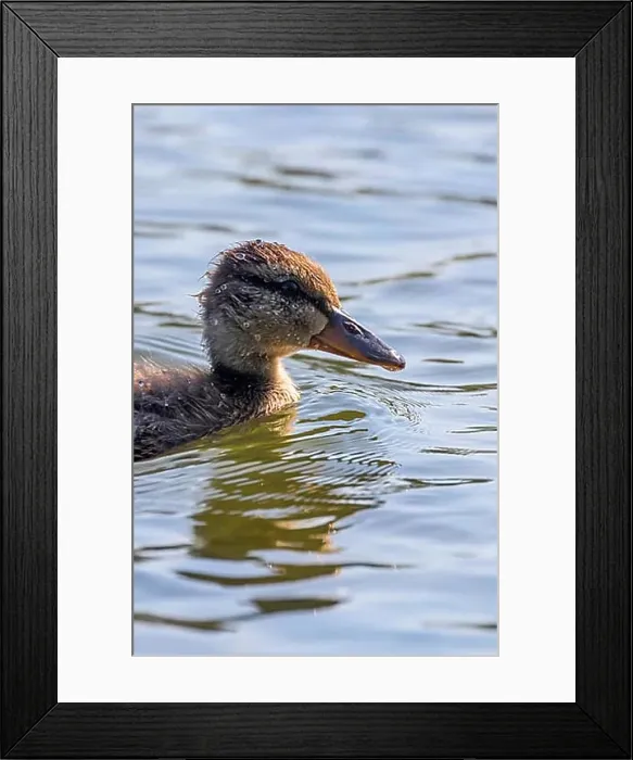 Framed Print : Mallard Duck Baby on water surface, Ducklings Swimming Framed Print : Mallard Duck Baby on water surface, Ducklings Swimming