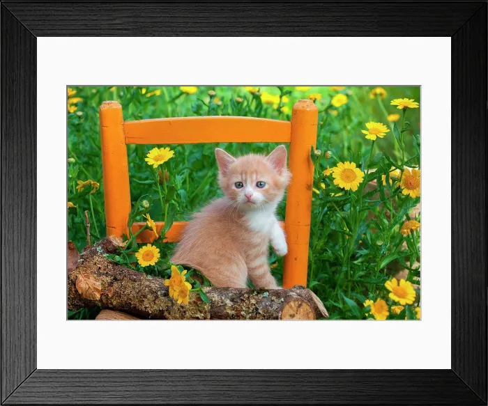 Framed Print : Orange and white kitten sitting on log and chair among yellow flowers in garden Framed Print : Orange and white kitten sitting on log and chair among yellow flowers in garden