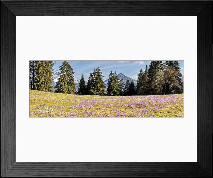 Framed Print : Crocuses (Crocus) blossom, Crocuses, Daffnerwaldalm, Bavaria, Germany, Europe Framed Print : Crocuses (Crocus) blossom, Crocuses, Daffnerwaldalm, Bavaria, Germany, Europe