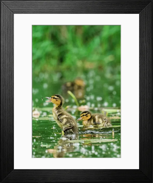 Framed Print : A young mallard duckling jumping to catch a bug Framed Print : A young mallard duckling jumping to catch a bug