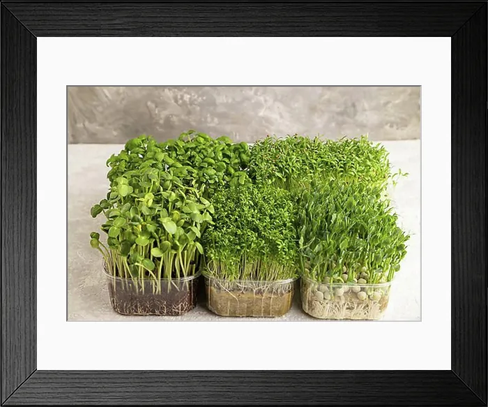 Framed Print : Set of boxes with microgreen sprouts of green basil