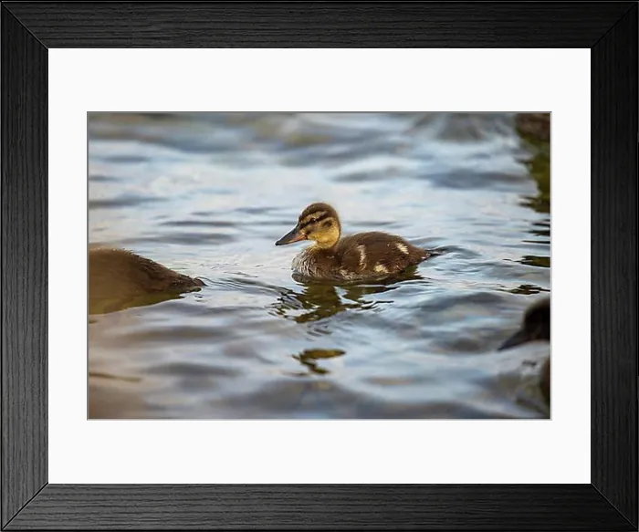 Framed Print : Chick, Mallard (Anas platyrhynchos), Lake Lough Rea, Loughrea, Galway, Ireland, Europe Framed Print : Chick, Mallard (Anas platyrhynchos), Lake Lough Rea, Loughrea, Galway, Ireland, Europe