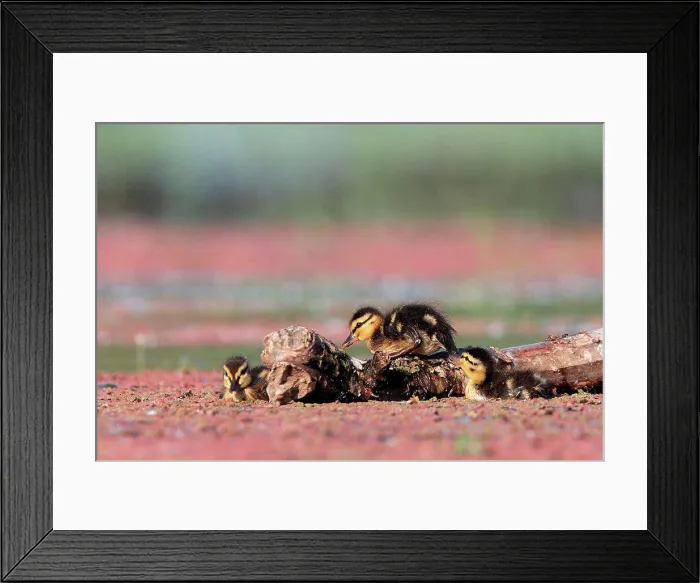 Framed Print : Gadwall chicks Kerkini lake Greece Framed Print : Gadwall chicks Kerkini lake Greece