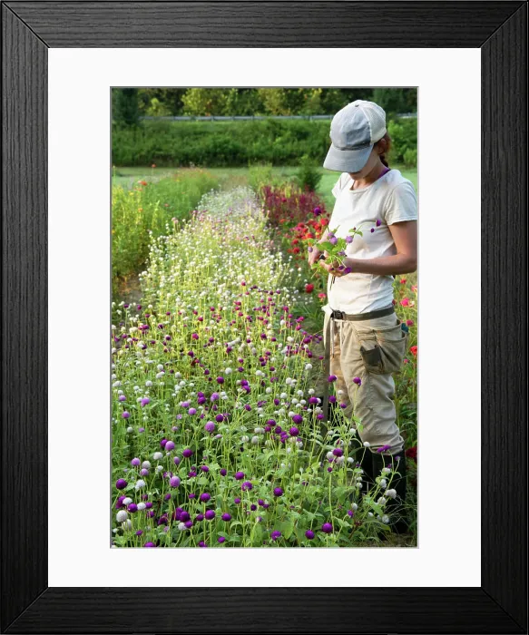 Framed Print : Young woman with blue hat cuts flowers in flower field Framed Print : Young woman with blue hat cuts flowers in flower field