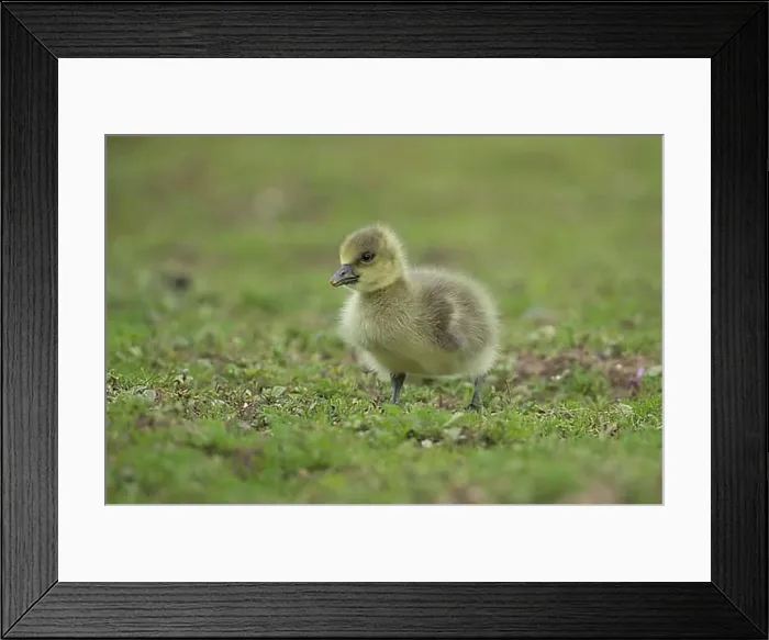 Framed Print : Greylag goose (Anser anser) juvenile baby gosling bird standing on grassland, England, United Kingdom, Europe