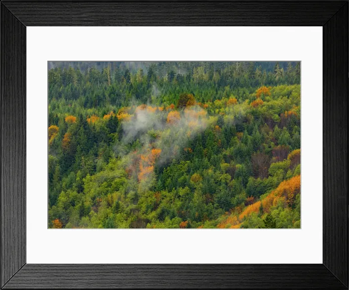 Framed Print : Olympic Peninsula, Lake Crescent, Washington State. Golden larches in fog Framed Print : Olympic Peninsula, Lake Crescent, Washington State. Golden larches in fog