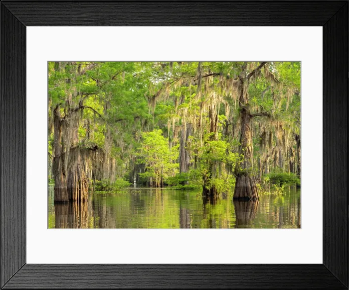 Framed Print : USA, Louisiana, Atchafalaya Basin, Atchafalaya Swamp. Cypress trees reflect in swamp Framed Print : USA, Louisiana, Atchafalaya Basin, Atchafalaya Swamp. Cypress trees reflect in swamp