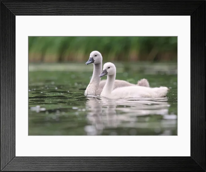 Framed Print : Hoeckenschwan Young Hoeckenschwan swimming on a lake