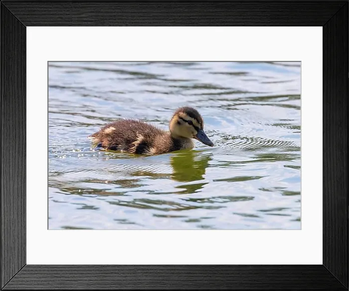 Framed Print : Mallard Duck Baby on water surface, Ducklings Swimming Framed Print : Mallard Duck Baby on water surface, Ducklings Swimming