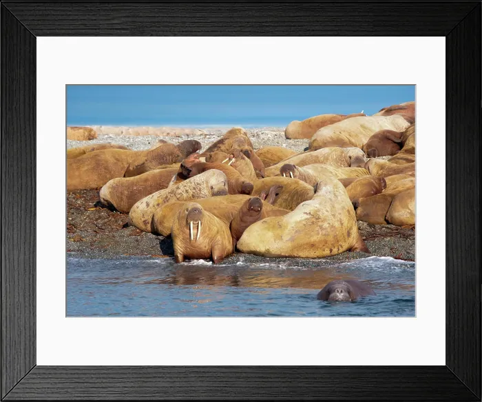 Framed Print : Adult female Atlantic walruses Odobenus rosmarus juveniles and calves Framed Print : Adult female Atlantic walruses Odobenus rosmarus juveniles and calves