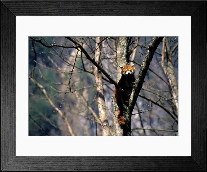 Framed Print : China, Sichuan Province, Wolong Panda Reserve, Red Panda (Ailurus Fulgens) In Tree
