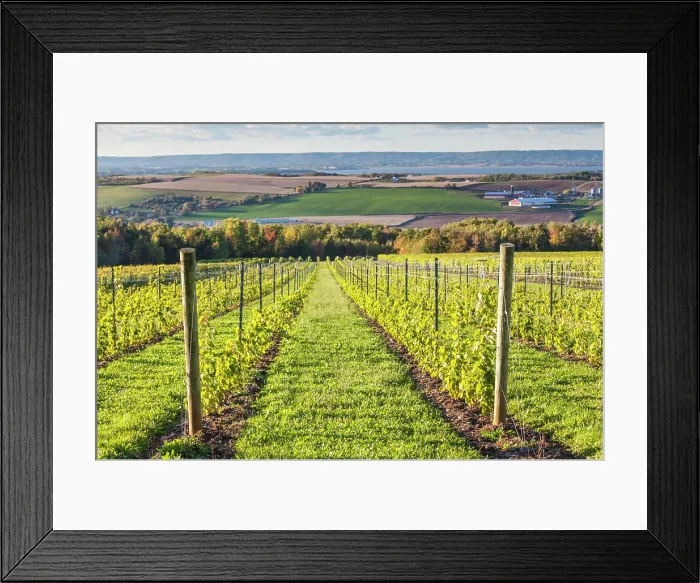 Framed Print : Canada, Nova Scotia, Annapolis Valley, Wolfville. Local vineyard